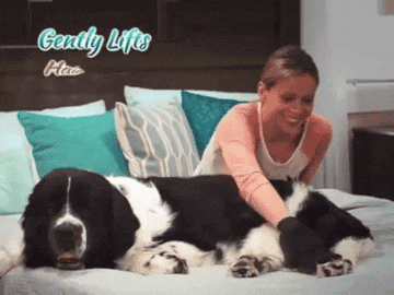 a moving GIF of a model de-shedding a dog with the glove