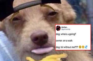 17 Of The Best Dog Posts The Internet Gave Us This Week
