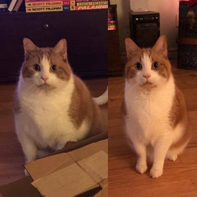 14 Of The Best Cat Posts From This Week