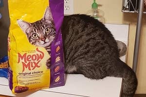 14 Cat Posts That You Can Admire Even If You Don't Have A Cat Of Your Own