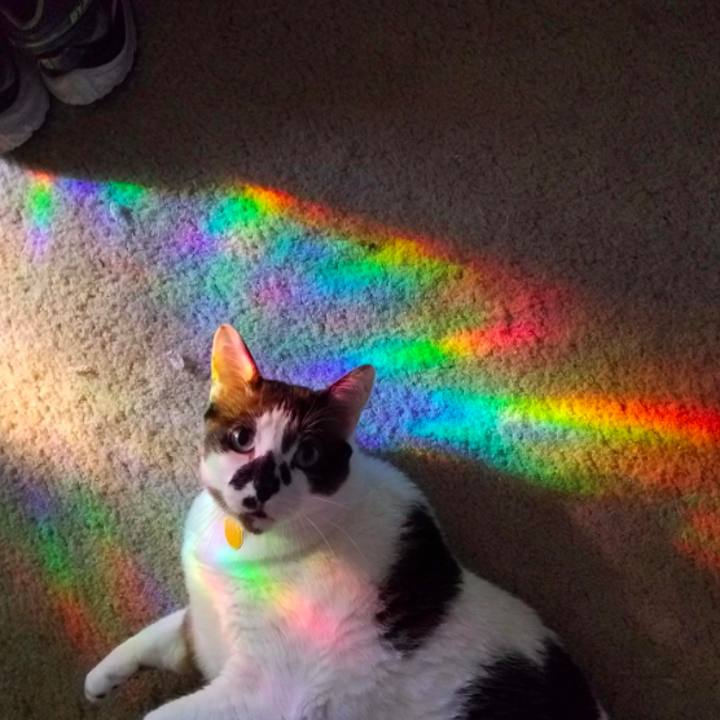 cat with rainbows on it 