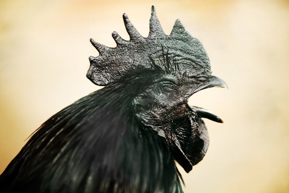 This Goth Chicken Literally Has A Black Heart And Summons Spirits With ...