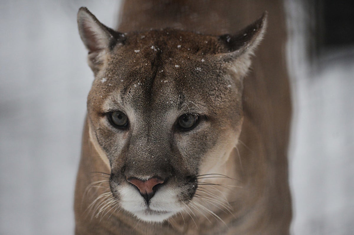 A Jogger Killed A Mountain Lion With His Bare Hands After It Attacked Him  On A Trail