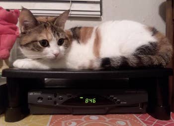 a reviewer's cat laying on the stand