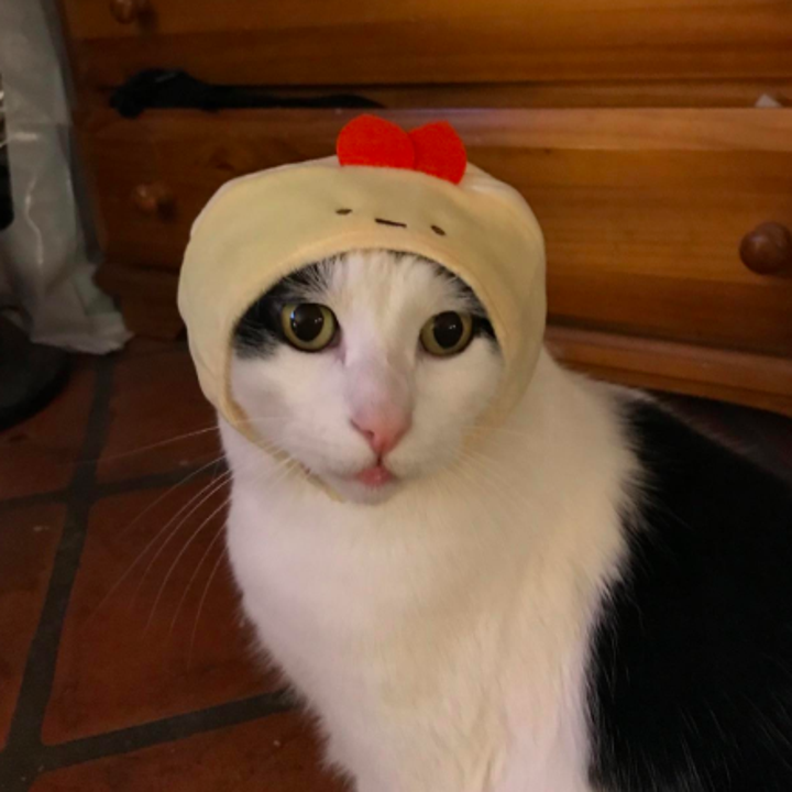 25 Pet Supplies So Cool You Re Going To Envy Your Furry Friend