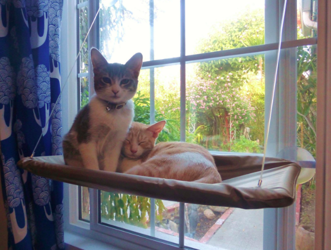 cats lounge on hammock suction cupped to window