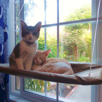 reviewer's cats cuddling on the cat hammock