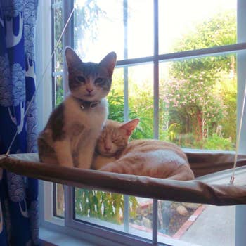 reviewer photo showing their cats cuddling on the cat hammock 