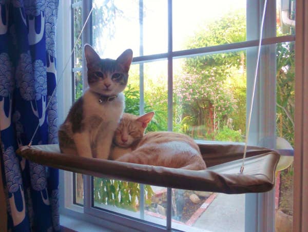 25 Pet Supplies So Cool You Re Going To Envy Your Furry Friend