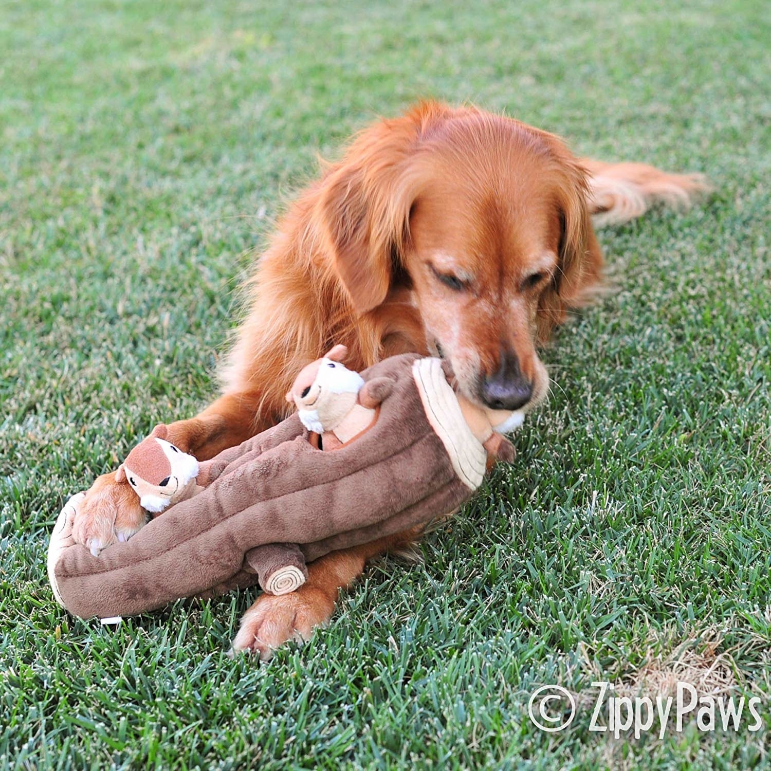 dog chews on plush log with two squirrels coming out of holes