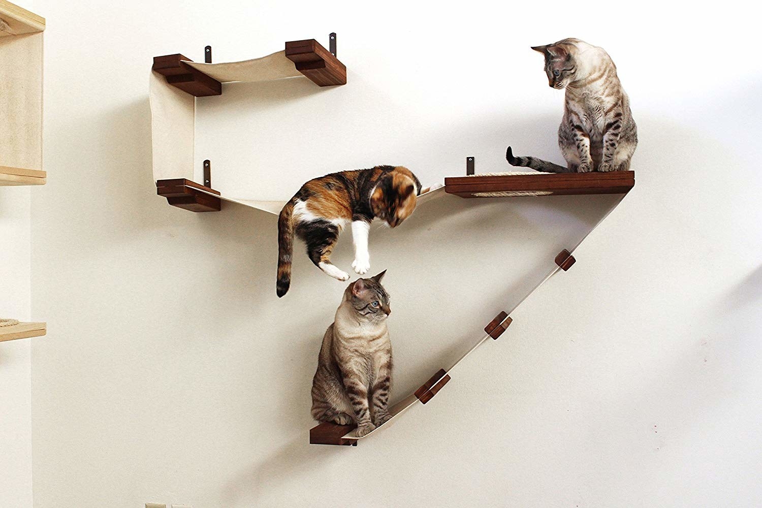 cats hang out on wall mounted jungle gym