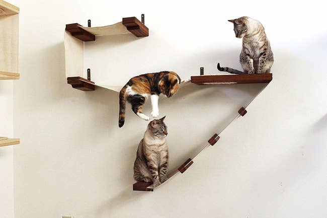 bridge and platforms mounted on wall with cats on it 