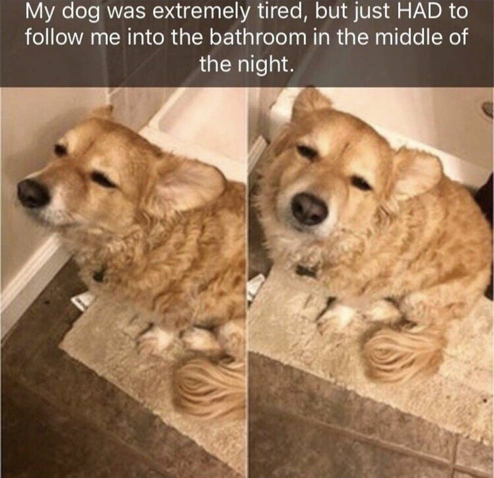 愛すべきおバカさん 21枚の写真で犬が和ませてくれるよ