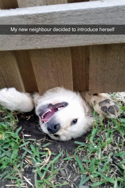 dog peeking its head from under a fence
