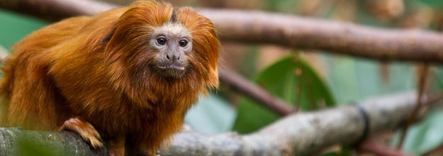 激ムズ 飼育員しか解けない超ニッチな動物クイズ