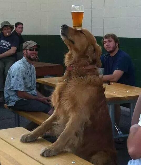 dog balancing a beer on its head