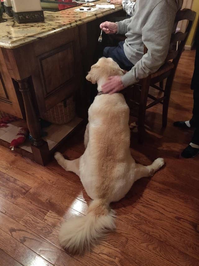 why do dogs sit up on hind legs