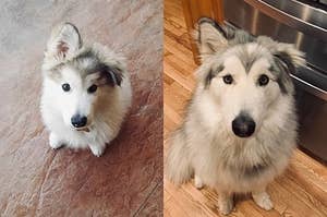 40 Grown-Up Pets That Are Still Just As Adorable, Only Now They're LORGER