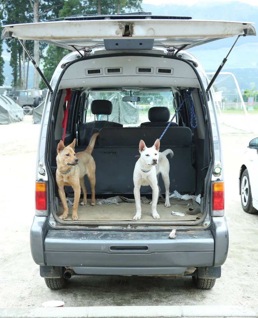震災からペットを守るために 飼い主ができること 震災からペットを守るために 飼い主ができること
