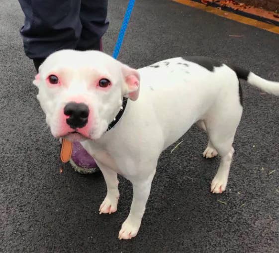 Snoop The Dog Is Now Living His Best Life After Being Abandoned On Christmas