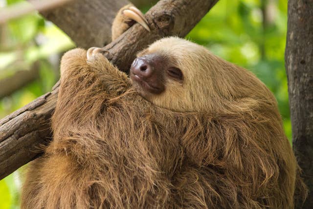 知りたくなかった 動物たちの残念な習性