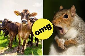 17 Sad Animal Facts That Will Get You Very Emotional