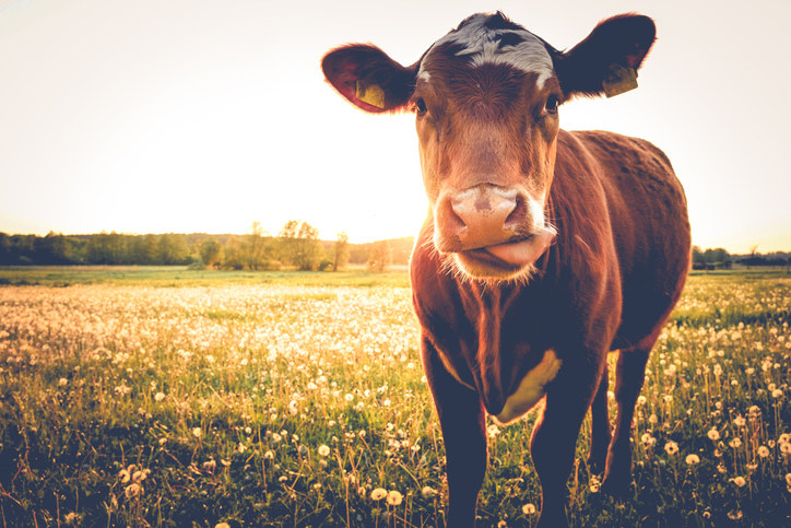 A cow in a field