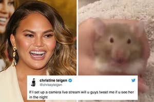 Chrissy Teigen Lost Her Hamster And Hilariously Documented The Saga On Twitter
