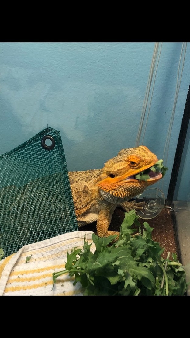 Pest Dropping Identification Guide The Ultimate Scoop On Poop