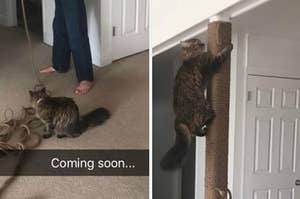 14 Cat Posts From This Week That Will Make You Wanna Hug Every Cat