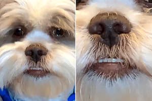 14 Dog Posts From This Week That Are Basically Self-Care