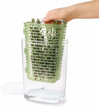 hand lifting drainage basket full of herbs out of clear plastic body of keeper