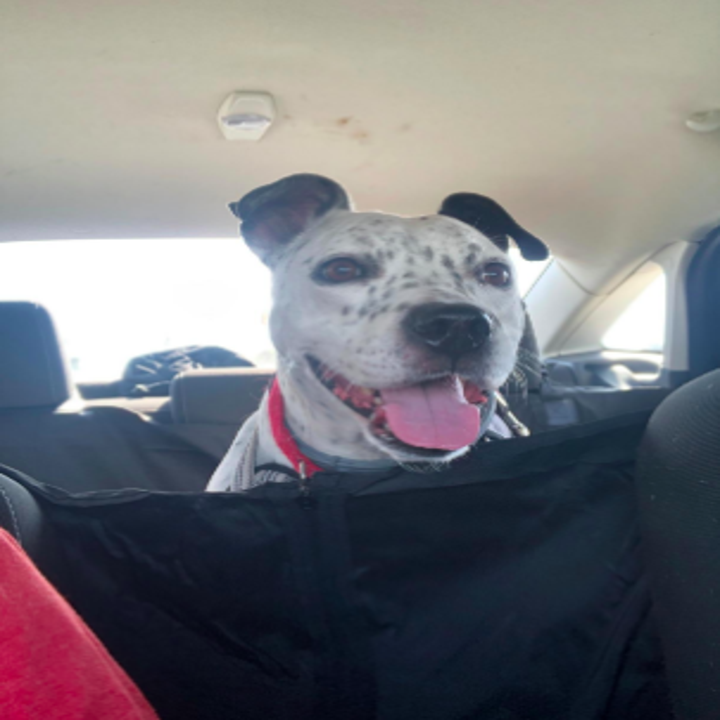 large dog sitting in the back seat of the car