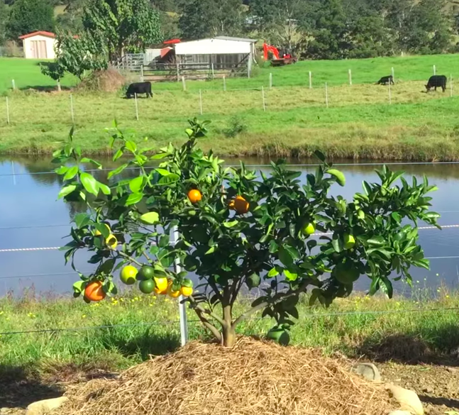 They grow different varieties of the same family, so you could buy a citrus tree that grows lemons, limes, and oranges or a stonefruit tree that grows peaches, plums, and apricots.