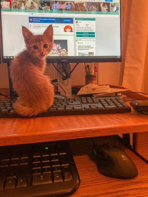 Here Are The 14 Best Cat Posts From This Week
