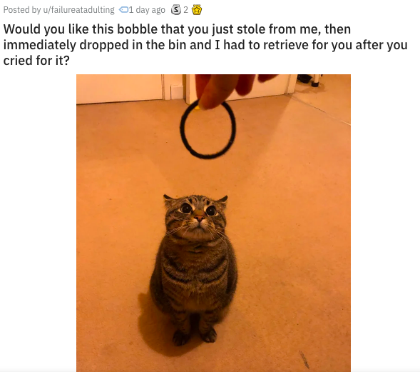 Here Are The 14 Best Cat Posts From This Week