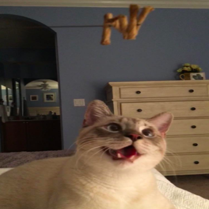 A cat looking up with a huge smile at the toy, which is a few pieces of cardboard on a wire