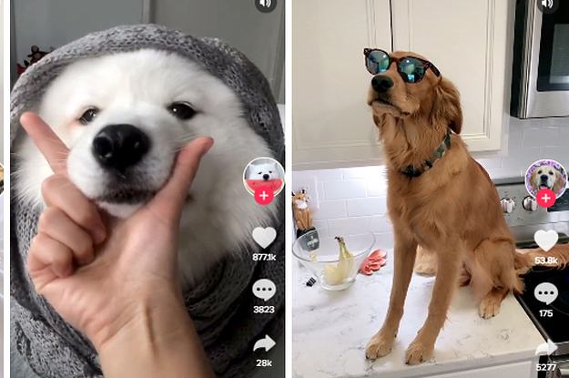 Tik Tok October 2019 🐶 Funny Cute Dog Puppy Tik Tok ...
 |Tiktok Dog