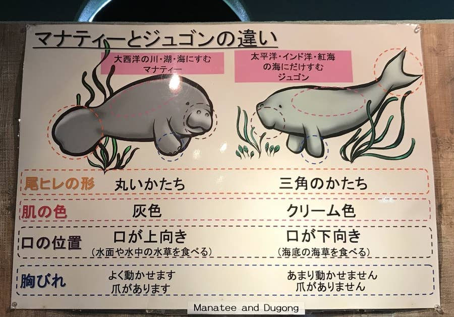 レタスを食べるマナティが可愛いすぎるからみんな見て レタスを食べるマナティが可愛いすぎるからみんな見て