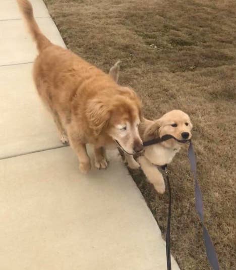 This Blind Dog Has A Seeing Eye Puppy And They Re Adorable Together