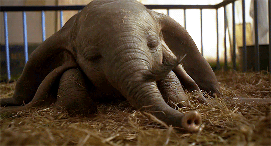 Olha, pra ser bem sincera, eu não tenho muito apego ao filme original do Dumbo. Mas eu me apaixonei por esse elefante feito por computadorização gráfica de um jeito que nem sei explicar. A versão live-action trabalha muito questões de família e como uma família não precisa ser formada apenas por ligação de sangue, algo extremamente relacionável com os dias de hoje. E assim, você passa o filme inteiro torcendo para ele ficar com a mamãe elefante, que é o relacionamento mais lindo dessa história toda. Ah, como o filme acabou de sair, ainda não temos informações de bilheteria.