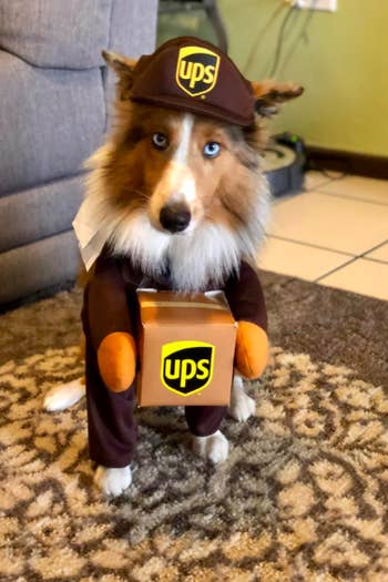 reviewer's dog wearing costume which has plush arms that make them look like they're standing upright holding ups box