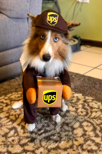 reviewer's dog wearing costume which has plush arms that make them look like they're standing upright holding ups box