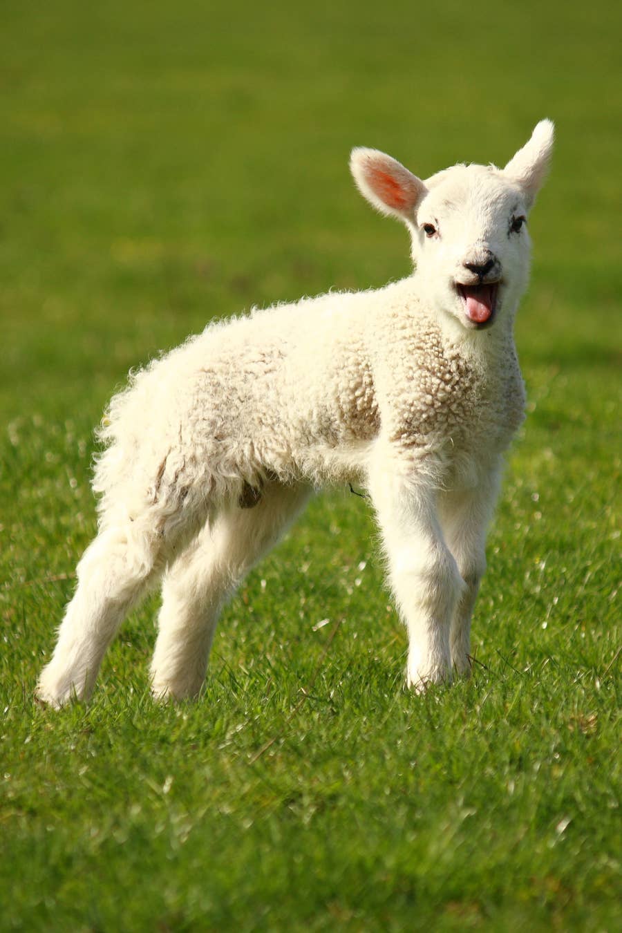 なんでそんなに可愛いのってため息出ちゃう 動物の赤ちゃん13選
