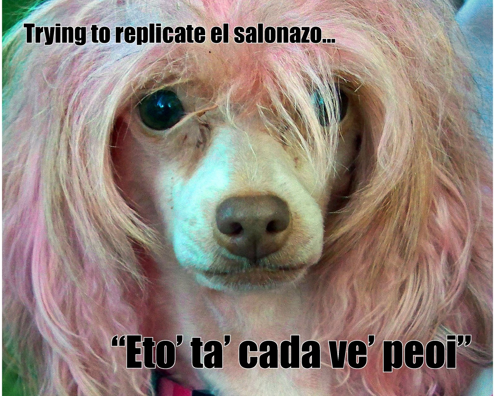 Животное с розовыми волосами. Китайская хохлатая розовая. Розовая собачка. Собака с розовыми волосами. Собака с розовой шерстью.