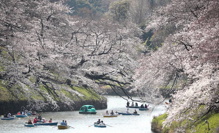 今やってること全部やめて 桜を食べるリスを見て 今やってること全部やめて 桜を食べるリスを見て