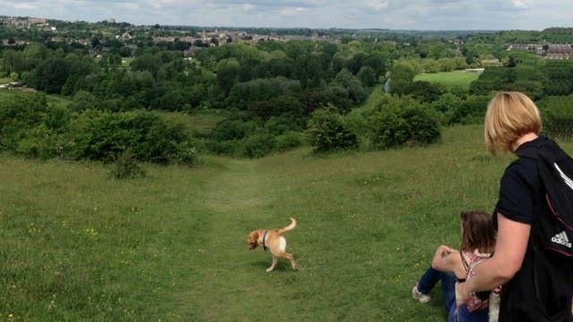 22 Dog Panorama Fails That Are Honestly Hilarious