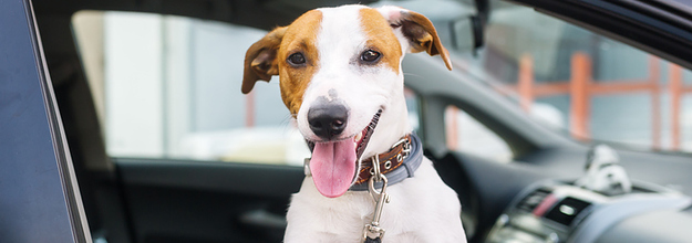 buzzfeed what kind of dog