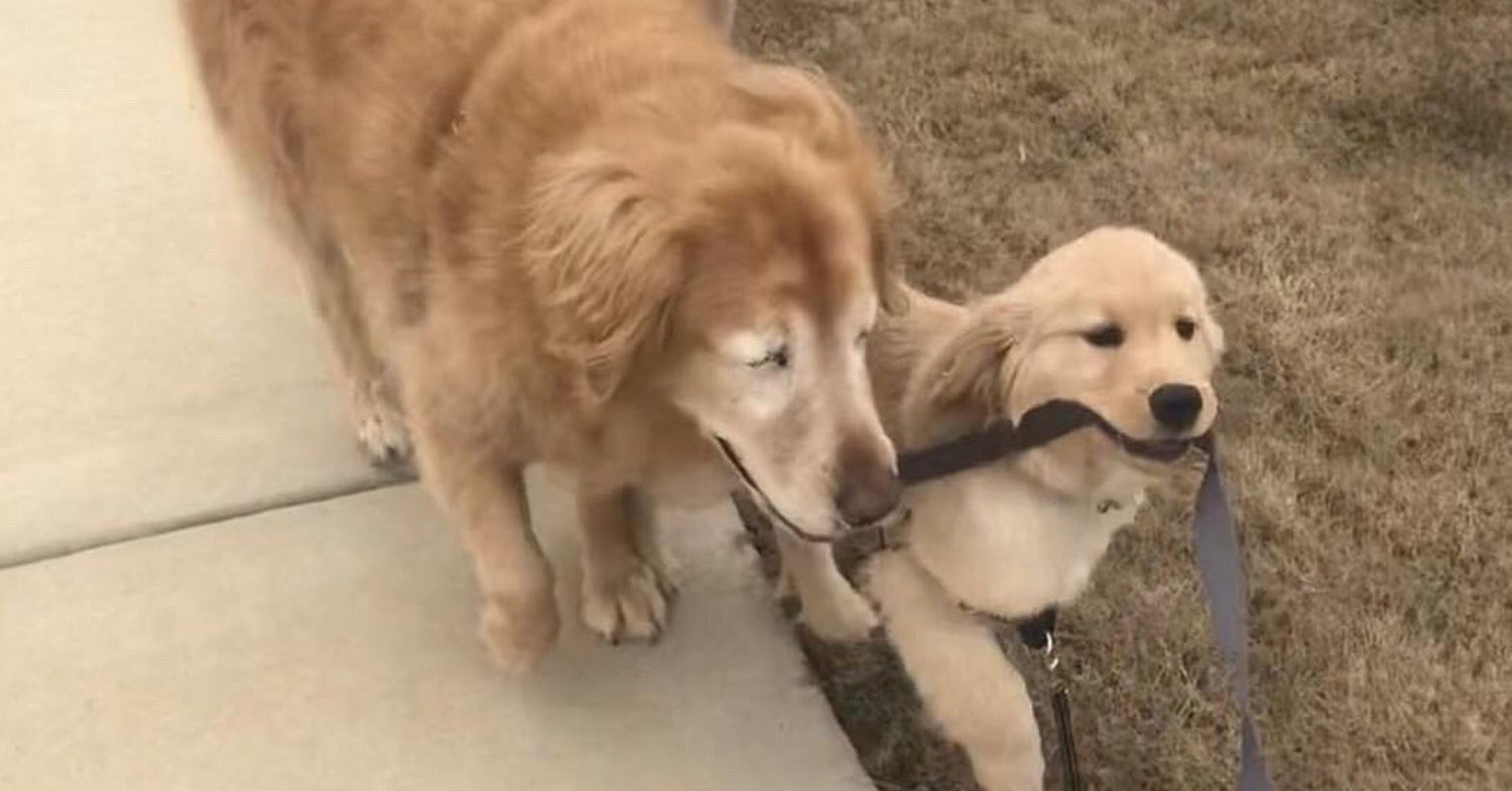 This Blind Dog Has A SeeingEye Puppy, And They're Adorable Together