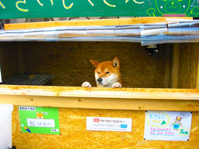 This Adorable Shiba Dog Mans A Sweet Potato Stand In Japan